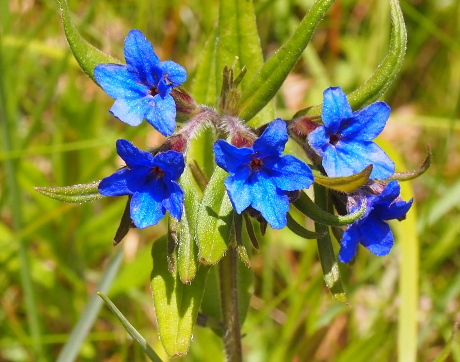 Gromwell, Blue